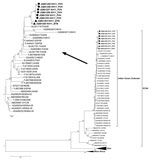 Thumbnail of Phylogenetic tree based on the whole genome of chikungunya virus (CHIKV). Viruses were identified by using the GenBank accession number, country code, and year of isolation. Boldface indicates strains from Cambodia; circles indicate isolates from Preah Vihear Province; triangles indicate strains from Battambang Province. All 8 strains from Cambodia carried the A226V mutation. Numbers represent the bootstrap support obtained for respective branches (&gt;70). The tree was rooted by o’