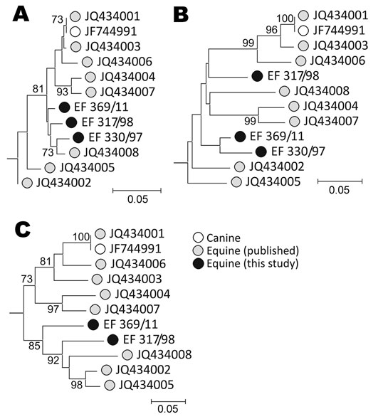 Phylogenetic analysis of A) 5′ untranslated region, B) nonstructural protein 3, and C) nonstructural protein 5B regions of nonprimate hepatitis virus sequence amplified from screen-positive study animals. Neighbor-joining trees of nucleotide sequences from each genome region were constructed from Jukes-Cantor corrected pairwise distances calculated by using the program MEGA version 5 (25; datasets were bootstrap re-sampled 500× to indicate robustness of branching (values &gt;70% shown on branche