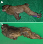 Thumbnail of A) Opisthotonos as a tetanus-specific clinical symptom in a 1-year-old male Japanese macaque (Macaca fuscata). B) Opisthotonos with severe rigid posture in an adult male Japanese macaque.