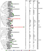Thumbnail of Neighbor-joining (Jukes-Cantor model) phylogenetic tree of an ≈165-bp fragment of the genogroup I picobirnavirus RNA-dependent RNA polymerase gene from known human, porcine, and wastewater genogroup I picobirnaviruses and newly characterized genogroup I picobirnaviruses (sequences are available on request) from the human respiratory tract. Each branch represents a sequence or group of sequences (95% identical with gaps) indicated by the presence of a colored block. Every branch corr