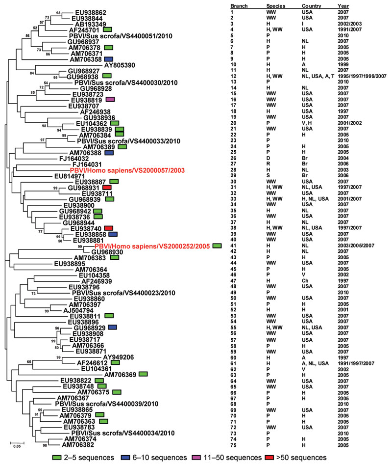 Neighbor-joining (Jukes-Cantor model) phylogenetic tree of an ≈165-bp fragment of the genogroup I picobirnavirus RNA-dependent RNA polymerase gene from known human, porcine, and wastewater genogroup I picobirnaviruses and newly characterized genogroup I picobirnaviruses (sequences are available on request) from the human respiratory tract. Each branch represents a sequence or group of sequences (95% identical with gaps) indicated by the presence of a colored block. Every branch corresponds to th