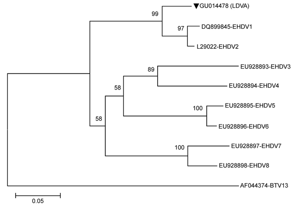 Phylogenetic tree based on a 244-bp epizootic hemorrhagic disease virus (EHDV) NS3 gene. GU014478 (LDVA) strain (triangle) isolated from pygmy brocket deer in the present study (southern Brazil, 2008), New Jersey strain DQ899845 (EHDV1), Alberta strain L29022 (EHDV2), Nigeria strain EU928893 (EHDV3), Nigeria strain EU928894 (EHDV4), Australia strain EU928895 (EHDV5), Australia strain EU928896 (EHDV6), Australia strain EU928897 (EHDV7), Australia strain EU928898 (EHDV8), and bluetongue virus (BTV