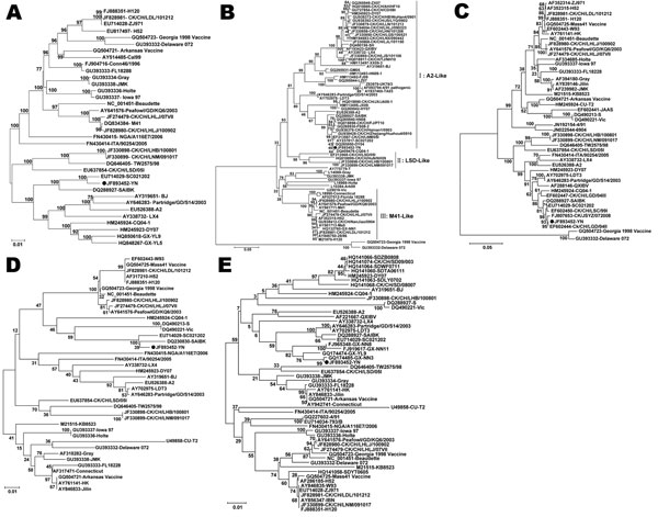 Phylogenetic tree of avian infectious bronchitis virus based on the nucleotide sequences of the complete genome (A), S1 gene (B), S2 gene (C), E gene (D), M gene (E), and N gene (F). The phylogenetic tree was constructed by the neighbor-joining method with 1,000 bootstrap replicates (bootstrap values are shown on the tree). The isolate sequenced in this study is indicated with a black dot.