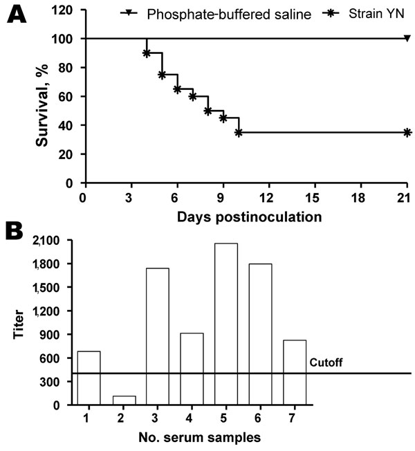 Seroconversion and percentage survival of chickens experimentally infected with infectious bronchitis virus (IBV), People’s Republic of China. A) Survival of chickens after inoculation with IBV YN strain. B) Detection of IBV antibodies by ELISA at 21 days postinoculation. Cutoff titer = 396.