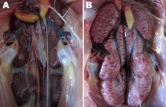 Thumbnail of Gross lesions from kidney tissues from chickens experimentally infected with infectious bronchitis virus (IBV). A) Kidney tissue of an uninfected control chicken. B) Obvious enlargement and urate deposition in the kidney of a chick infected with the IBV YN strain at 7 days postinfection.