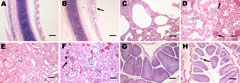 Thumbnail of Histopathologic analysis (hematoxylin and eosin stain) of tissues from 30-day-old chickens infected with infectious bronchitis virus YN strain. B) Trachea, extensive dropout, degeneration, and necrosis of the ciliated epithelial cells (black arrow). Scale bar = 100 μm. D) Lung tissue with hemorrhage (black arrow), congestion, and lymphocytic infiltration in alveolar lumen (white arrow). Scale bar = 50 μm. F) Kidney tissue with severe renal lesions, including degeneration (white arro