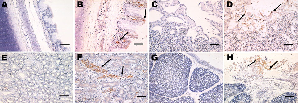 Immunohistochemical detection of avian infectious bronchitis virus (IBV) antigens in tissues after experimental infection with IBV YN strain. B) Tracheal tissue with viral antigen detected extensively in the epithelial cells of the tracheal mucosa (black arrow). Scale bar = 50 μm. D) Lung tissue with viral antigen detected in alveolar cells (black arrow). Scale bar = 50 μm. F) Kidney tissue with viral antigens detected widely in the renal tubular epithelial cells (black arrow). Scale bar = 50 μm