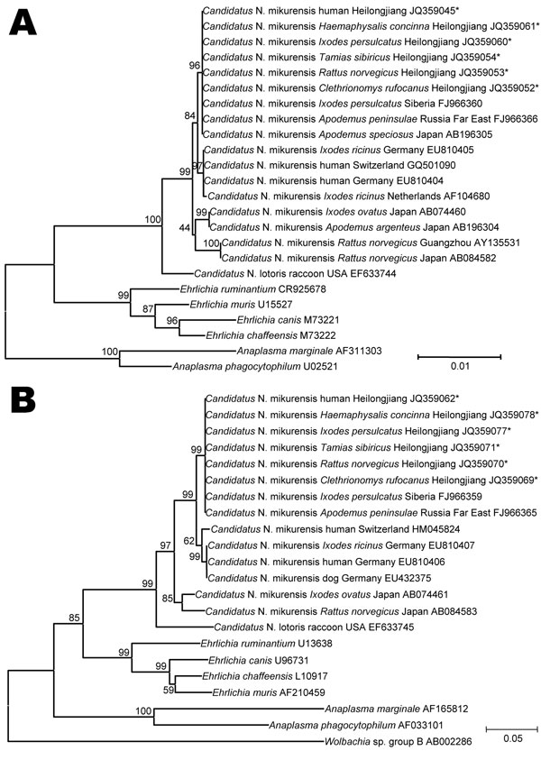 A) Neighbor-joining trees based on the 16S rRNA gene (rrs) and B) the 60-kDa heat shock protein gene (groEL) of Candidatus Neoehrlichia mikurensis, China, generated by using Molecular Evolutionary Genetics Analysis software version 4.0, (www.megasoftware.net/) the maximum composite-likelihood method, and bootstrap analysis of 1,000 replicates. Asterisks indicate nucleotide sequences of Candidatus N. mikurensis determined in this study. Numbers on branches indicate percentage of replicates that r