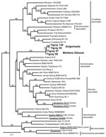 Thumbnail of Maximum-likelihood tree of hantaviruses showing the position of the 4 sequences of Tigray hantavirus (boldface; GenBank accession nos. JQ956484–JQ956487) found in kidney samples of Ethiopian white-footed mice (Stenocephalemys albipes). The tree was constructed on the basis of analysis of partial sequences of the RNA polymerase gene; phylogeny was estimated by using the maximum-likelihood method with the general time reversible + I + Γ (4 rate categories) substitution model to accoun