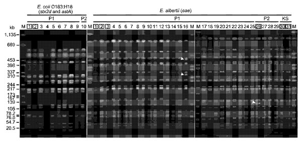 XbaI-digested pulsed-field gel electrophoresis profiles of isolates from fecal specimens collected from patients during an outbreak of human gastroenteritis associated with Escherichia albertii, Japan. Extra bands observed in 2 E. albertii isolates are indicated by arrowheads (only 1 or 2 band differences). The 2 E. coli O183:H18 and 6 E. albertii isolates indicated by numbers in boxes were subjected to multilocus sequence analysis (Technical Appendix). stx2d, Shiga toxin 2d gene; astA, enteroag