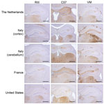 Thumbnail of Immunohistochemical detection of abnormal prion protein (PrPSc) in the hippocampus and thalamus of RIII, C57, and VM wild-type mice after inoculation with variant Creutzfeldt-Jakob disease brain tissue. Scale bars = 500 µm. The anti–prion protein detection antibody used was 6H4.