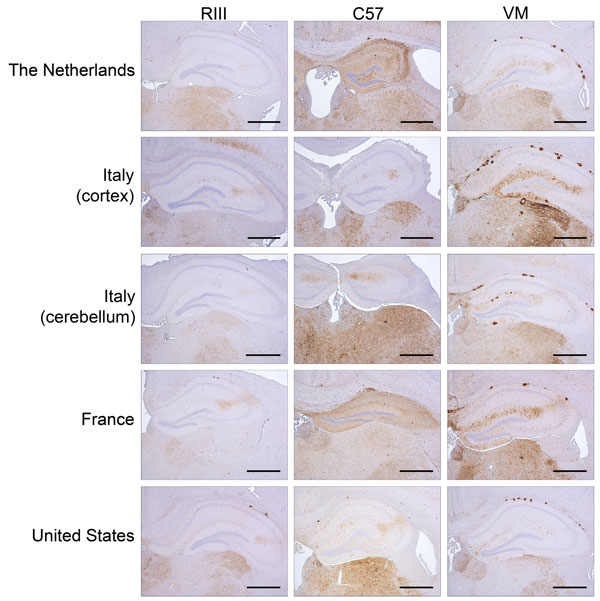 Immunohistochemical detection of abnormal prion protein (PrPSc) in the hippocampus and thalamus of RIII, C57, and VM wild-type mice after inoculation with variant Creutzfeldt-Jakob disease brain tissue. Scale bars = 500 µm. The anti–prion protein detection antibody used was 6H4.