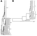 Thumbnail of Phylogenetic analyses of Saffold viruses (SAFVs). Phylogenetic analysis of SAFV-2. Strains from Denmark are named by using the isolation numbers assigned for the study, then the country of origin and year of sampling in parentheses. The 2 subgroups (DK-A and -B) are shown. The tree is rooted by using SAFV-1 outgroup sequence accession no. EF165067. Bootstrap values &gt;70% are shown. DK, Denmark; US, United States. Scale bar represents nucleotide substitutions per site.