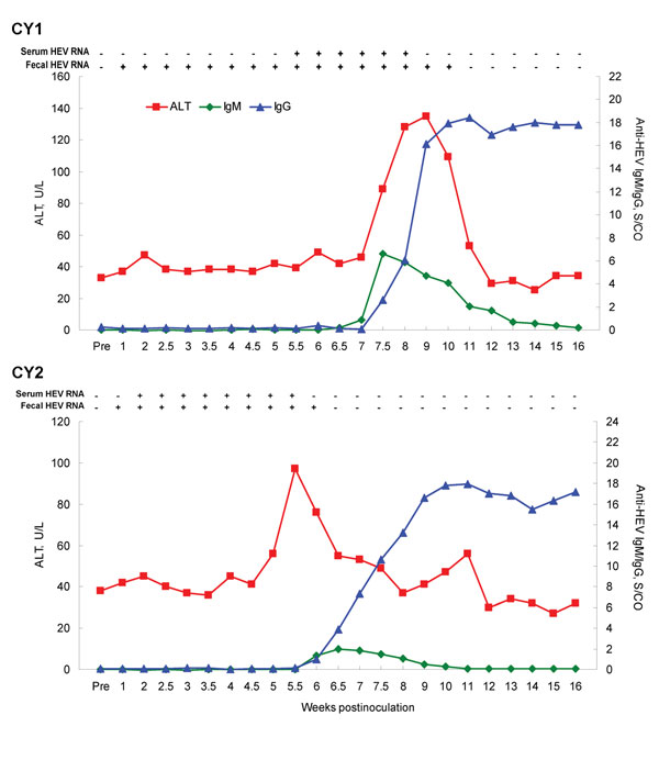 Cross-species transmission of rabbit hepatitis E virus (HEV) to 2 cynomolgus macaques (Cy1 and Cy2). Alanine aminotransferase (ALT) levels are plotted as U/L. The baseline ALT levels were 33 U/L and 38 U/L for Cy1 and Cy2, respectively. The titers of HEV IgM and IgG are plotted as ELISA signal-to-cutoff (S/CO) values. Presence and absence of HEV RNA in serum or feces are indicated by + and – signs, respectively.
