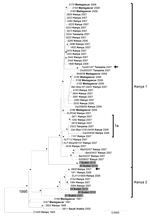 Thumbnail of Phylogenetic analysis of complete Rift Valley fever virus M (medium) segment sequences represented as an abbreviated maximum clade credibility tree. Asterisk indicates nodes with highest posterior density &gt;0.95. Sudan sequences are shaded. Arrow indicates reassortant viruses. Scale bar represents substitutions per site per year. The complete tree is presented in Technical Appendix Figure 2. Country names appear in boldface, and strain names appear in italics.