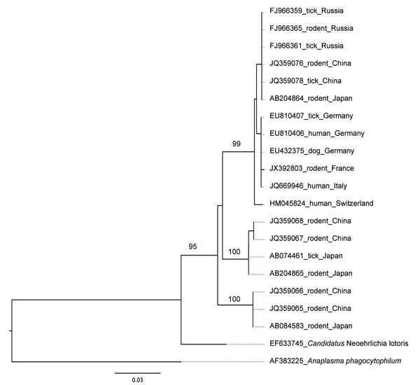 Phylogenetic relationships, as determined on the basis of the sequence of the groEL gene, between the unique Candidatus Neoehrlichia mikurensis genotype detected in a population of bank voles from the French Ardennes and other Candidatus N. mikurensis genotypes from other geographic regions. The phylogenetic tree was constructed by using the neighbor-joining method with the Kimura 2-parameter distance model. Bootstrap analysis was performed on 1,000 replicates; values are indicated at the nodes.