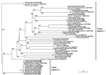 Thumbnail of Phylogenetic analysis of Anaplasma phagocytophilum p44/msp2 multigenes detected in blood from 2 men in Kochi Prefecture, Japan. Each p44/msp2 PCR product was cloned (TA Cloning Kit; Life Technologies, Grand Island, NY, USA) into the PCR2.1 vector, after which recombinant clones were randomly selected and the DNA inserts were sequenced. The tree was constructed on the basis of the 117–133 aa sequences of the p44/msp2 genes by using the neighbor-joining method. The closest relatives t