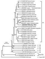 Thumbnail of Phylogenetic analysis of monkey hepatitis E virus (HEV) Inuyama strain on the basis of nucleotide sequence of the HEV genome except for a 5′ noncoding region (7,206 nt) by using avian HEV as an outgroup. Values along the branches are bootstrap values determined on the basis of 1,000 resamplings of datasets. Boldface indicates strain isolated in this study. Genotypes are indicated on the right. Scale bar indicates nucleotide substitutions per site.