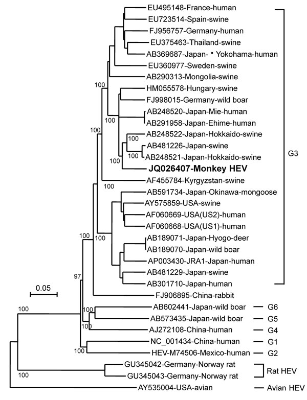 Phylogenetic analysis of monkey hepatitis E virus (HEV) Inuyama strain on the basis of nucleotide sequence of the HEV genome except for a 5′ noncoding region (7,206 nt) by using avian HEV as an outgroup. Values along the branches are bootstrap values determined on the basis of 1,000 resamplings of datasets. Boldface indicates strain isolated in this study. Genotypes are indicated on the right. Scale bar indicates nucleotide substitutions per site.