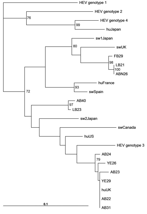 Phylogenetic analysis of HEV open reading frame 2 sequences isolated from Mytilus spp. RNA was isolated from 50–100 mg of digestive gland or gill. Tissue was homogenized in 300 μL phosphate-buffered saline, and viral RNA was isolated by using a viral RNA kit (QIAGEN, Crawley, UK), and PCR was conducted by amplifying nucleotides 6332–6476 as described (8). The nucleotide sequences were aligned and bootstrapped, and phylogenetic neighbor-joining trees were constructed by using the ClustalW softwar