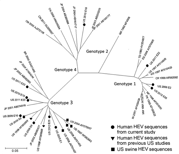 Genetic relatedness among hepatitis E virus (HEV) strains identified in hepatitis E cases, United States. Phylogenetic tree was constructed from a segment of HEV open reading frame 1 generated in MEGA5 (www.megasoftware.net) by using the neighbor-joining method. Country, year reported, and numeric or GenBank accession number assignment are denoted. Scale bar indicates genetic distance.