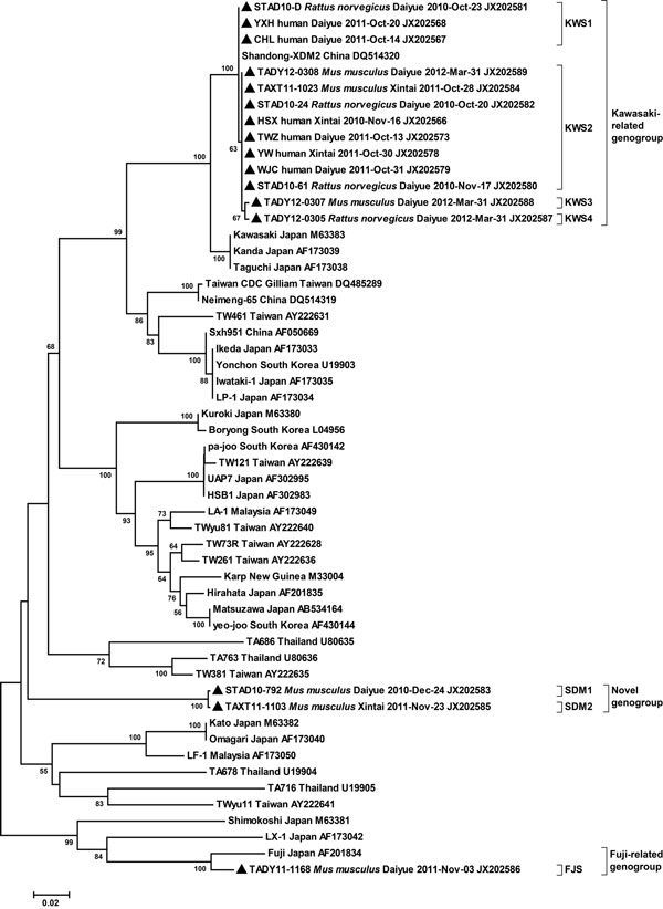 Phylogenetic relationships of Orientia tsutsugamushi detected in domestic rodents and human patients with scrub typhus in rural areas of Tai’an, Shandong Province, China, September 2010 through March 2012. Relationships were determined on the basis of the partial 56-kDa type-specific antigen gene of O. tsutsugamushi by the minimum-evolution method with the Kimura 2-parameter distance model. Bootstrap values &gt;50% are shown at the branches. Location and GenBank accession numbers are indicated f