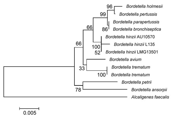 Maximum-parsimony phylogenetic tree of 16S rRNA gene of Bordetella hinzii isolate from this study (L135) and validated Bordetella species. Numbers along branches indicate bootstrap values. Scale bar indicates nucleotide substitutions per site.