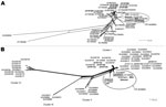 Thumbnail of Phylogenetic networks of Anaplasma phagocytophilum based on msp4 (A) and ankA (B) genes and built with SplitsTree4 (version 4.11.3; http://splitstree.org/) by the Neighbor-Net method. The sequences of the genotype described in Camargue, France, is framed. Sequences found in the 2 networks are in boldface: A. phagocytophilum amplified from ticks collected in Combrailles, Auvergne region, France (JX197116–JX197126 and JX197265–JX197270), a human isolate (strain Webster, EU857674 and G