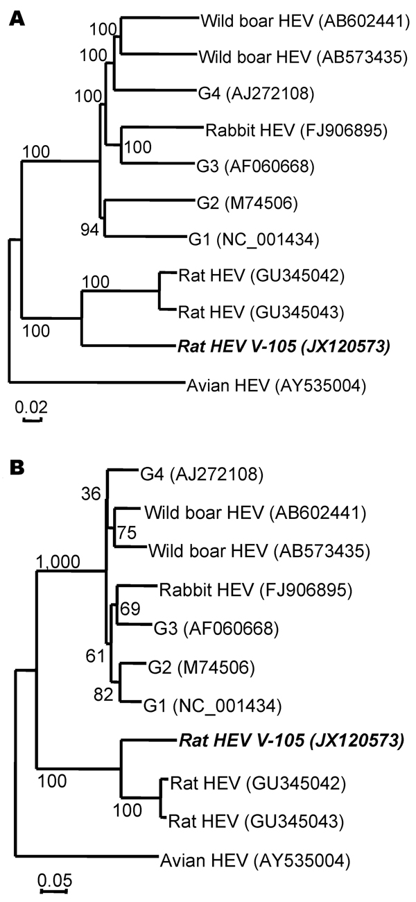 Phylogenetic relationships among genotypes 1–4, wild boar, rabbit, avian (bird), and rat hepatitis E virus (HEV) isolates. The nucleic acid sequence alignment was performed by using ClustalX 1.81 (www.clustal.org). The genetic distance was calculated by the Kimura 2-parameter method. A phylogenetic tree with 1,000 bootstrap replicates was generated by the neighbor-joining method, based on the entire genome (A) and open reading frame 3 (B) of the genotypes 1–4, wild boar, rabbit, chicken (avian),