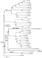 Thumbnail of Neighbor-joining phylogenic tree constructed on the basis of 13,480 variable common nucleotide positions across 36 human and animal Mycobacterium tuberculosis complex (MTBC) genome sequences, including 21 previously published genomes (18) and the MTBC strain isolated from an adult female chimpanzee that was found dead in Taï National Park, Côte d’Ivoire, on August 5, 2009 (Chimpanzee Bacillus). The tree is rooted with M. canettii, the closest known outgroup. Node support after 1,000