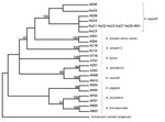Thumbnail of Maximum-parsimony bootstrap consensus tree inferred by PAUP* (12) for specimens of Anisakis pegreffii nematodes from patients with gastric anisakiasis (HuC1–HuC8) in Italy. Phylogenetic tree was obtained by mitochondrial DNA cox2 sequences analysis (629 bp) of 1,000 pseudoreplicates related to A. pegreffii previously sequenced and deposited in GenBank. AEH indicates A. pegreffii associated with a previously reported case of intestinal anisakiasis (7). Bootstrap values &gt;70 are rep