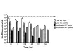 Thumbnail of ′No evidence of productive Norwalk virus (NV) replication in 3-dimensional intestinal aggregates by quantitative reverse transcription PCR analysis. Supernatants (sups) and cell pellets were harvested for RNA at 0, 6, 24, 48, 72, and 96 hours postinoculation (hpi) with live and inactivated NV and analyzed by quantitative reverse transcription PCR. There was no significant increase (p&gt;0.05) in NV RNA copy number over time in the supernatants or cell pellets relative to input virus