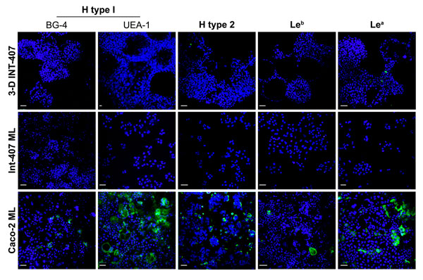 Three-dimensional (3-D) INT-407 intestinal cell aggregates do not express the histo-blood group antigens important for Norwalk virus (NV) attachment. Monolayer (ML) INT-407, 3-D INT-407 aggregates, and Caco-2 ML (positive control) were labeled with 2 different H type 1 (BG-4 and UEA-1) antibodies and with antibodies against H type 2, Leb, and Lea (green) and imaged by confocal immunofluorescence microscopy. Nuclei were counterstained with 4',6-diamidino-2-phenylindole (blue). Scale bars = 50 μm.