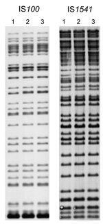 Thumbnail of Insertion sequence–restriction fragment length polymorphism profiles of 3 Yersinis pestis strains obtained during plague outbreak in Libya, 2009. Genomic DNA of strains IP1973 (lane 1), IP1974 (lane 2), and IP1975 (lane 3) were hybridized with an IS100 (after EcoRI digestion) or an IS1541 probe (after HindIII digestion).