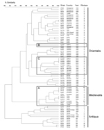 Thumbnail of IS100 and IS1541 restriction fragment length polymorphism patterns of 70 Yersinia pestis isolates of worldwide origin. A) Medievalis branch. B), ancient strain from Algeria (IP1867); C) other strains from Algeria and various isolates from Africa. The dendrogram was constructed by using the unweighted pair group method with arithmetic mean clustering analysis and a position tolerance of 1.8%. Biovar is shown on the right. UN, unknown; ND, not determined.