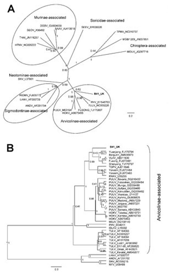 Bayesian phylogenetic trees constructed by using the models HKY+gamma for partial large segment sequences (n = 19) (A) and GTR+gamma for partial small segment sequences (n = 39) (B) within BEAST software (6) with Markov chain Monte Carlo chain lengths of 10 million and strict clock. Optimum substitution models were estimated by using MEGA5 (7). The trees are drawn to scale; branch lengths are measured in the number of substitutions per site. The numbers at each node are posterior probabilities. 