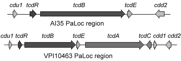 Structure of pathogenicity locus (PaLoc) and flanking regions in Clostridium difficile strains AI35 and VPI10463. Boxes indicate open reading frames; arrows indicate direction of transcription. Encoded genes are indicated above the arrows. Figure not drawn to scale.