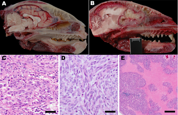 Pathology of raccoon polyomavirus–associated tumors. A) Normal anatomy, head of unaffected raccoon, midsagittal section. An intact cribriform plate separates the ethmoid turbinates from the olfactory tract. B) Gross pathology, head of raccoon no. 9 (Rac9), left parasagittal section. The tumor obliterates the left olfactory tract and extends into the left frontal lobe to the level of the midbrain. The tumor compresses the brain and distorts the cerebellum. The raccoon head in length (crown to nos