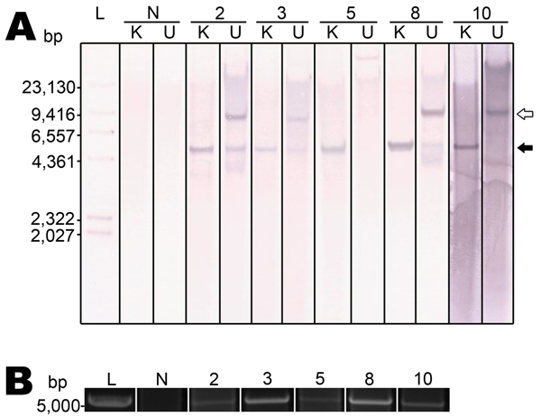 Raccoon polyomavirus (RacPyV) is episomal in raccoon brain tumors as detected by Southern blot hybridization and rolling circle amplification. A unique KpnI site in viral protein 1 (Technical Appendix Figure 2) conserved across the viral genomes was predicted to linearize circular RacPyV DNA. Genomic DNA was KpnI digested and probed with a 799-bp probe designed to hybridize to large T-antigen (Technical Appendix Figure 3). A) Southern blot hybridization. DNA digested with KpnI (K) and undigested