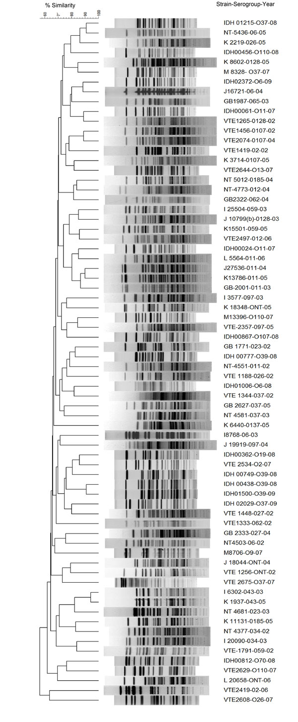 NotI restriction patterns of genomic DNA of representative Vibrio cholerae non-O1, non-O139 strains, Kolkata, India. Dendrogram was generated by using the unweighted pair group with arithmetic mean method.