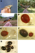 Thumbnail of Bird species and tick specimens collected in Zouala, Morocco, April 2011. A) Iduna opaca, B) Erythropygia galactotes, and C) Phoenicurus phoenicurus birds. D–G) Hyalomma marginatum tick specimens removed from birds and preserved in alcohol: D) semi-engorged larva, E) semi-engorged nymph, F) semi-engorged and fully engorged nymphs, and G) fully engorged nymphs. Scale bars indicate 1 mm.