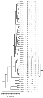 Thumbnail of Dendrogram and virtual gel repetitive sequence–based PCR fingerprint patterns of foal and air (barn and paddock)–derived isolates of Rhodococcus equi on horse breeding farm, Kentucky, USA, 2010. Macrolide and rifampin susceptibility (S) or resistance (R) are indicated. A indicates the main cluster of drug-resistant isolates (5 foal and 1 air).