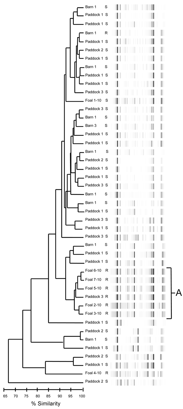 Dendrogram and virtual gel repetitive sequence–based PCR fingerprint patterns of foal and air (barn and paddock)–derived isolates of Rhodococcus equi on horse breeding farm, Kentucky, USA, 2010. Macrolide and rifampin susceptibility (S) or resistance (R) are indicated. A indicates the main cluster of drug-resistant isolates (5 foal and 1 air).
