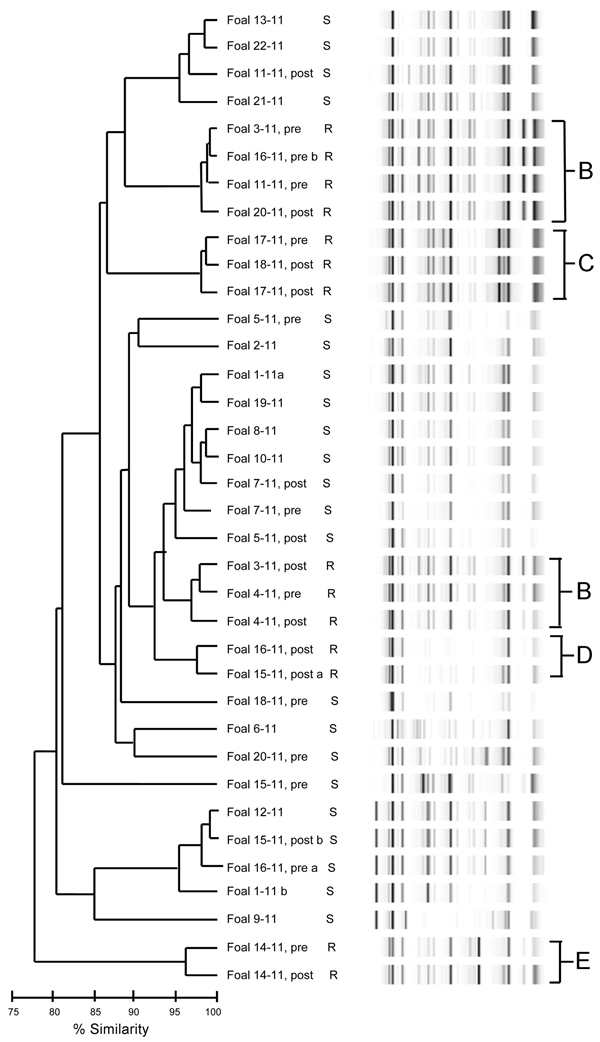 Dendrogram and virtual gel repetitive sequence–based PCR fingerprint patterns of 36 Rhodococcus equi isolates obtained from foals on horse breeding farm, Kentucky, USA, 2011. Macrolide and rifampin susceptibility (S) and resistance (R) are indicated. B–E indicates clusters of drug-resistant isolates. Foals from which pretreatment (pre) and posttreatment (post) samples were obtained are indicated. a and b indicate samples from which 2 isolates were obtained. 