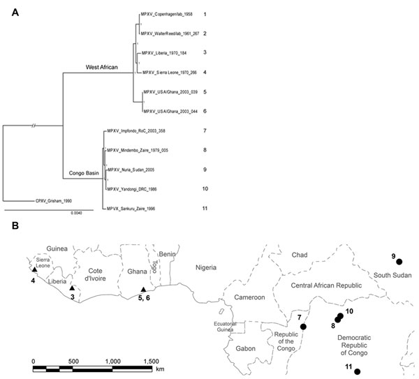 A) Phylogenetic tree produced from genome sequences (189,830 nt) of the 11 MPXV isolates. The separation between West African and Congo Basin clades is highly supported; the Sudan isolate is included within the Congo Basin clade. Posterior probabilities are indicated by the number 1 at each node. Scale bar indicates nucleotide substitutions per site. B) Map of geographic distribution of the isolates. Numbers correspond to those in Table 1; strains 1, Copenhagen 1958 and 2, Walter Reed 1961, were
