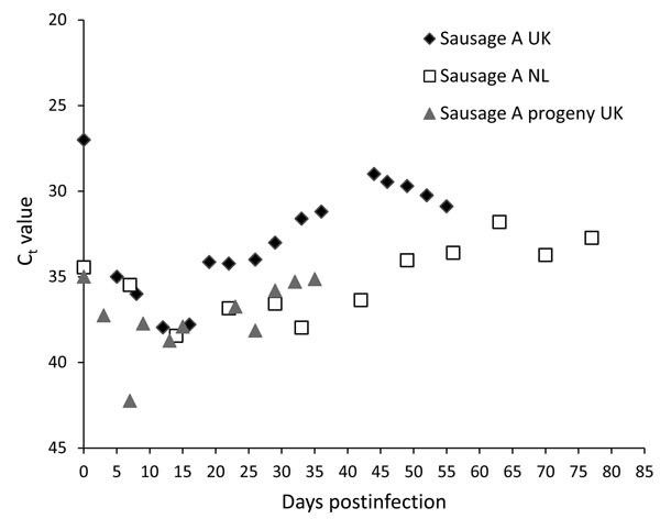 Cycle threshold (Ct) values detected by real-time reverse transcriptase PCR for hepatitis E virus–positive supernatant of 3D cells infected with homogenate of pork sausages from France. Diamonds indicate testing of sausage A in the United Kingdom; circles indicate testing of sausage A in the Netherlands; squares indicate testing of progeny of sausage A in UK.