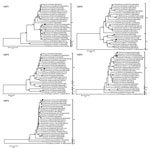 Thumbnail of Phylogenetic trees of the full-length nucleotide sequences of the group A rotavirus (RVA) nonstructural protein (NSP) genes. Phylogenetic trees were constructed by using the neighbor-joining method with the Kimura 2-parameter method. Bootstrap values (1,000 replicates) &gt;70% are shown. Filled circle indicates strain RVA/human-wt/TUN/17237/2008/G6P[9] from Tunisia, filled triangles indicate the feline RVA strains, and open triangles indicate the feline/canine-like human RVA strains