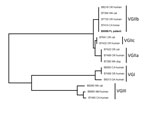 Thumbnail of Neighbor-joining dendrogram of FL isolate (B9588, in boldface) with other US isolates showing that the FL isolate is identical to the VGIIb isolates from the US Pacific Northwest. The dendrogram was constructed by using multilocus sequence typing (3). FL, Florida; OR, Oregon; WA, Washington; CA, California; GA, Georgia; NM, New Mexico. 