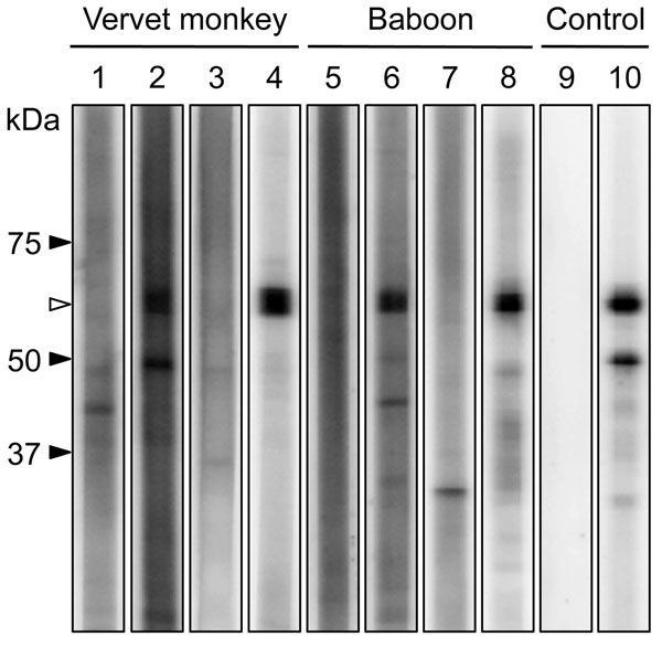 Western blot analysis of purified recombinant N protein from human parainfluenza virus type 3. Western blot analysis was performed by using serum specimens from vervet monkeys (lanes 1–4) and baboons (lanes 5–8) in the Mfuwe (lanes 1, 2, 5, 6) and Livingstone (lanes 3, 4, 7, 8) regions. Results of representative antibody-negative (lanes 1, 3, 5, 7) and antibody-positive (lanes 2, 4, 6, 8) samples are shown. Mock antibody (lane 9) and HPIV monoclonal antibody (lane 10) were used as negative and p