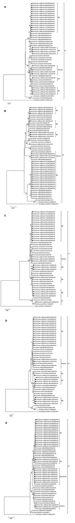 Thumbnail of Phylogenetic analysis of nucleotide sequence of A) nonstructural protein 1 [NSP1], B) NSP2, C), NSP3, D) NSP4, and E) NSP5 encoding genes of G1P[8] RVA samples collected in Brazil and described in this study. Filled circles indicate samples from non-vaccinated children and filled triangles vaccinated children. The Rotarix strain is indicated by a filled diamond. Bootstrap values &gt;70%, estimated with 2,000 pseudoreplicate datasets, are indicated at each node. Only the genotype in 